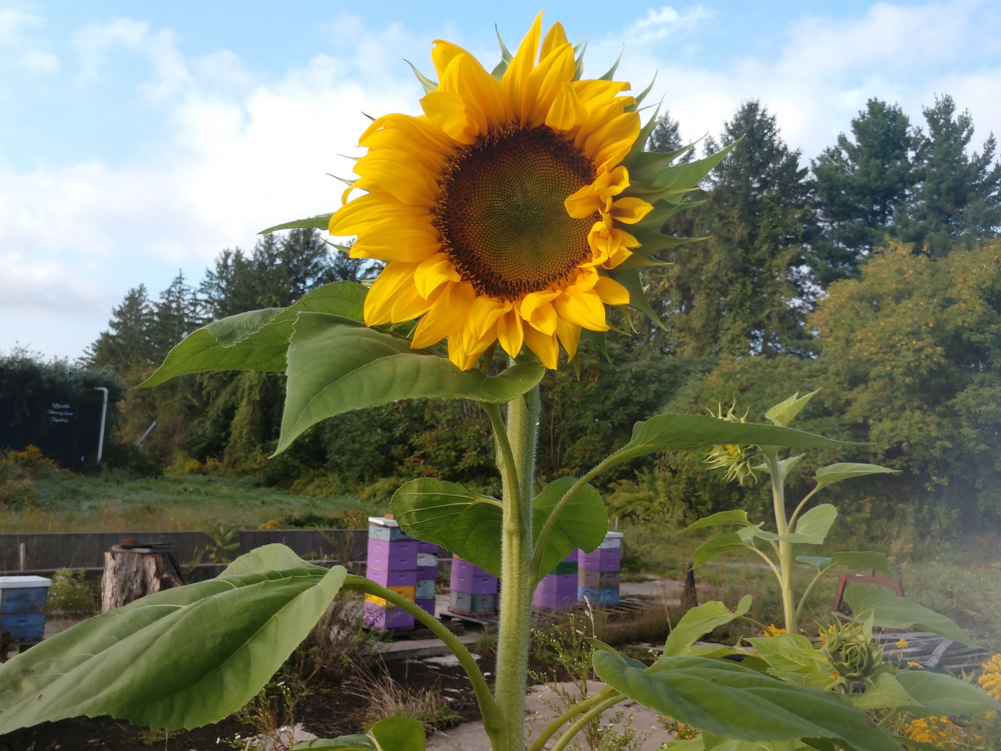 Sunflower near the apiary