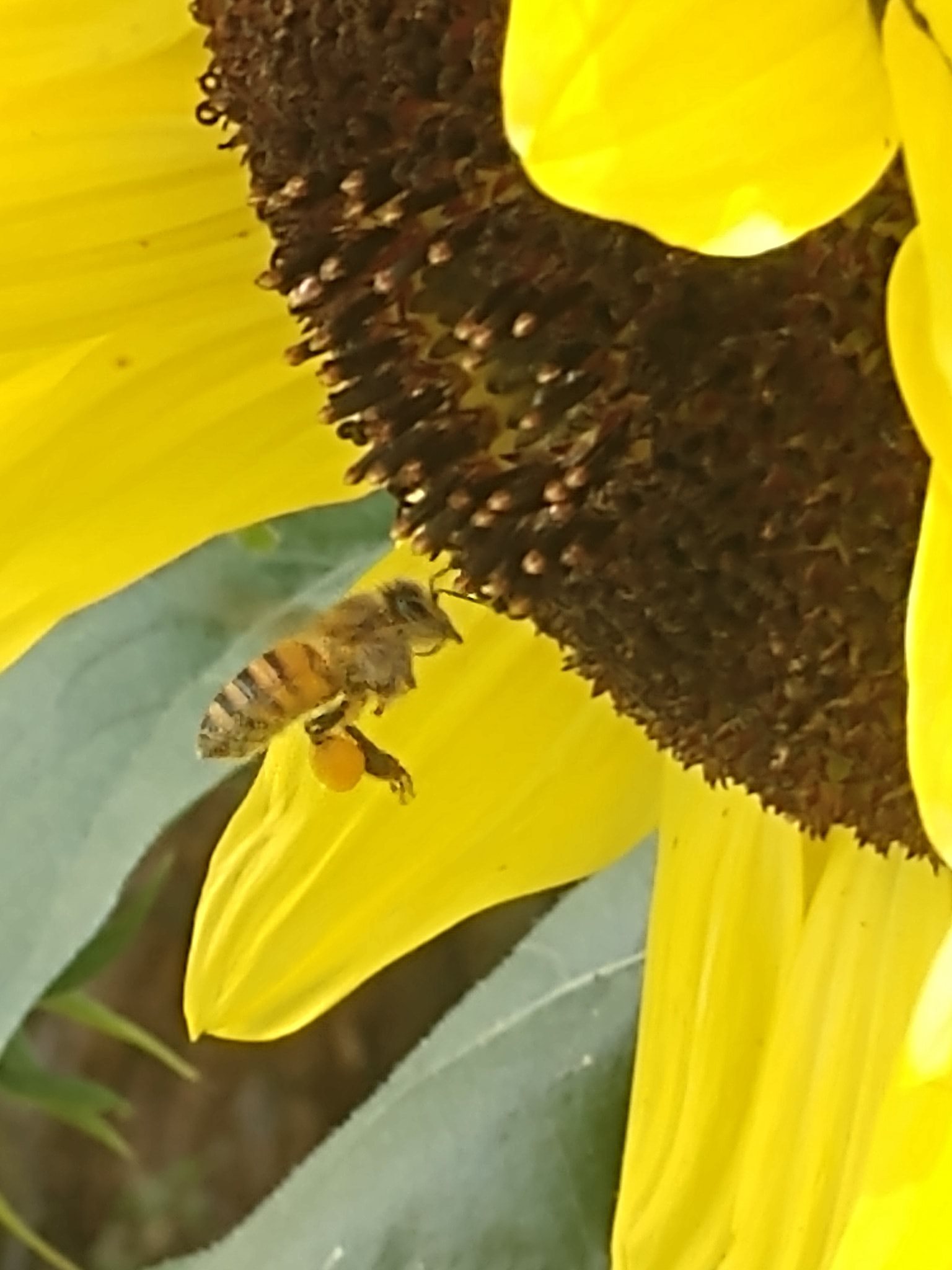 Honey bee resting on a yellow flower in bloom